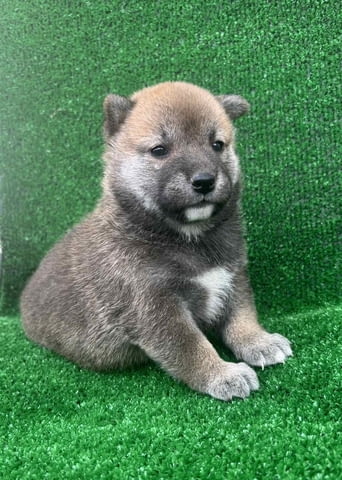 Shiba inu puppies Шиба ину, 2 месеца - град Извън България | Кучета - снимка 2