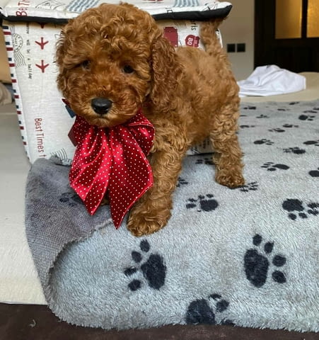 Red miniature poodles Пудел мини, 2 месеца - град Извън България | Кучета - снимка 1