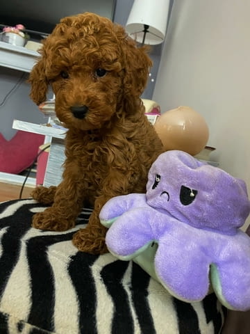 Red miniature poodles Пудел мини, 2 месеца - град Извън България | Кучета - снимка 2