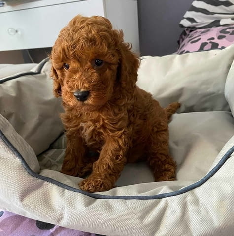 Red miniature poodles Пудел мини, 2 месеца - град Извън България | Кучета - снимка 3