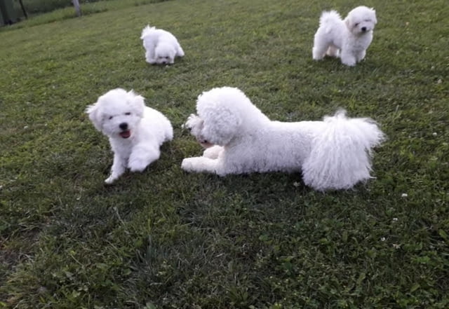 Бишон Фризе кученца Бишон фризе, Ваксинирано - Да, Обезпаразитено - Да - град Извън България | Кучета - снимка 5