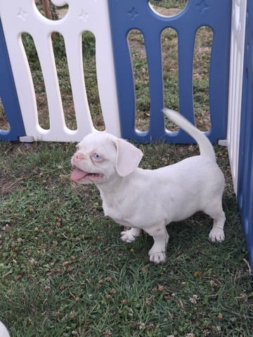 Pink Другa, 6 месеца - град Извън България | Кучета - снимка 1