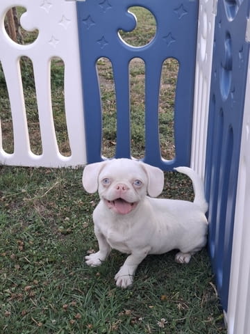 Pink Другa, 6 месеца - град Извън България | Кучета - снимка 2