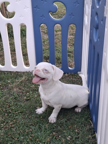 Pink Другa, 6 месеца - град Извън България | Кучета - снимка 3