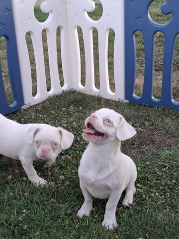 Pink Другa, 6 месеца - град Извън България | Кучета - снимка 4