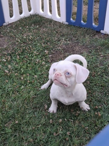 Pink Другa, 6 месеца - град Извън България | Кучета - снимка 5