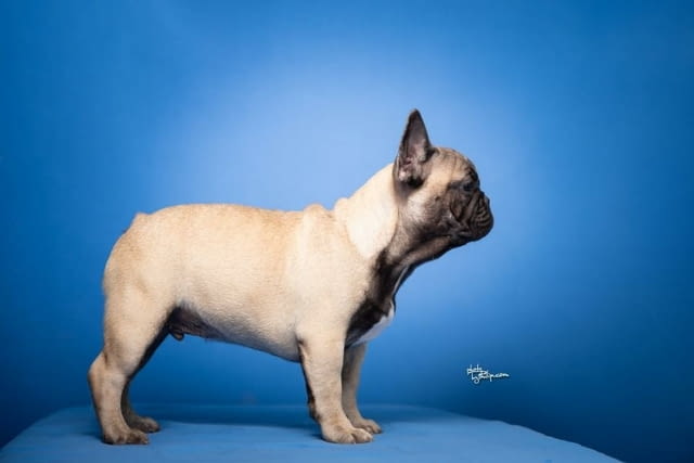 Френски булдог прекрасни кученца Ваксинирано - Да, Обезпаразитено - Да - град Извън България | Кучета - снимка 2