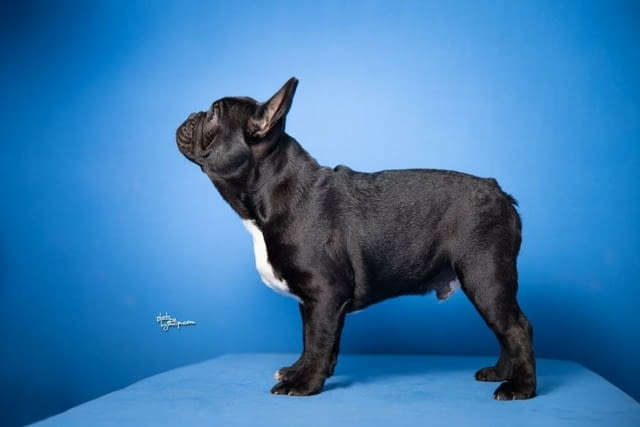 Френски булдог прекрасни кученца Ваксинирано - Да, Обезпаразитено - Да - град Извън България | Кучета - снимка 3