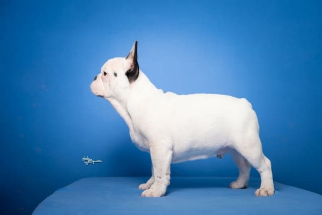 Френски булдог прекрасни кученца Ваксинирано - Да, Обезпаразитено - Да - град Извън България | Кучета - снимка 4