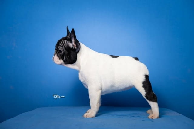 Френски булдог прекрасни кученца Ваксинирано - Да, Обезпаразитено - Да - град Извън България | Кучета - снимка 5