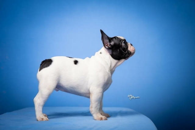 Френски булдог прекрасни кученца Ваксинирано - Да, Обезпаразитено - Да - град Извън България | Кучета - снимка 6