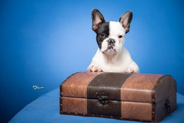 Френски булдог прекрасни кученца Ваксинирано - Да, Обезпаразитено - Да - град Извън България | Кучета - снимка 8