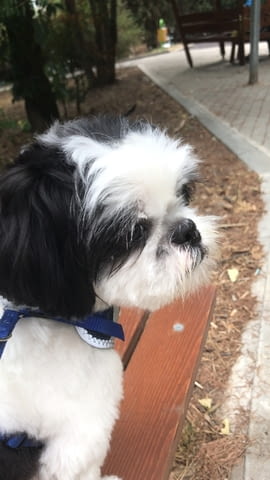 Продавам кученце на 9 месеца порода Ши тцус изградени навици момче - снимка 1