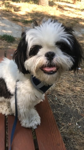 Продавам кученце на 9 месеца порода Ши тцус изградени навици момче - снимка 2