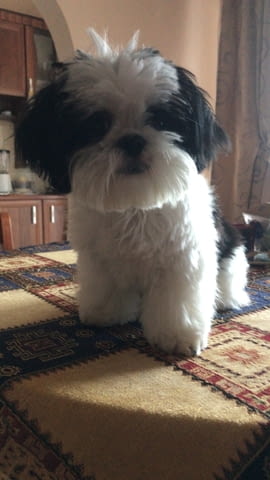 Продавам кученце на 9 месеца порода Ши тцус изградени навици момче - снимка 3