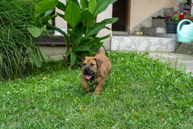 Южноафрикански мастиф – Бурбул кученца Другa, Vaccinated - Yes, Dewormed - Yes - city of Izvun Bulgaria | Dogs - снимка 3