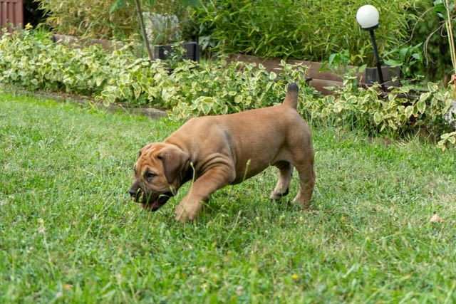 Южноафрикански мастиф – Бурбул кученца Другa, Vaccinated - Yes, Dewormed - Yes - city of Izvun Bulgaria | Dogs - снимка 5