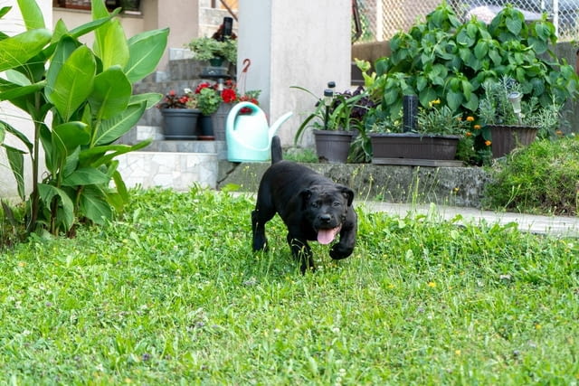 Южноафрикански мастиф – Бурбул кученца Другa, Vaccinated - Yes, Dewormed - Yes - city of Izvun Bulgaria | Dogs - снимка 6