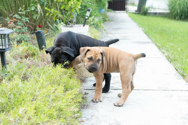 Южноафрикански мастиф – Бурбул кученца Другa, Vaccinated - Yes, Dewormed - Yes - city of Izvun Bulgaria | Dogs - снимка 7