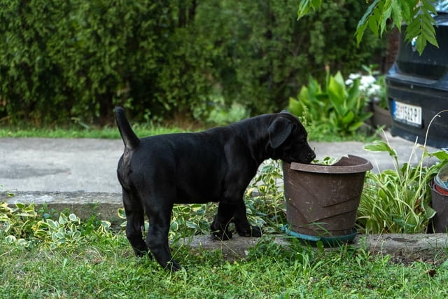 Южноафрикански мастиф – Бурбул кученца Другa, Vaccinated - Yes, Dewormed - Yes - city of Izvun Bulgaria | Dogs - снимка 8