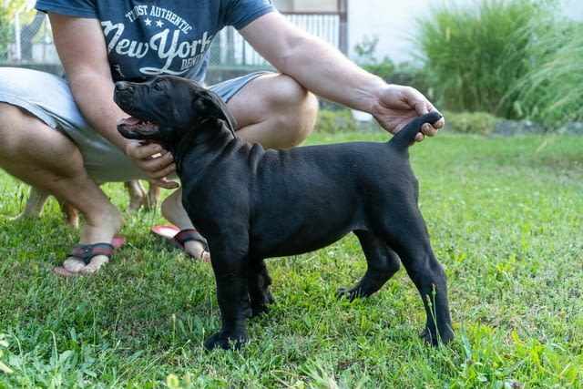 Южноафрикански мастиф – Бурбул кученца Другa, Vaccinated - Yes, Dewormed - Yes - city of Izvun Bulgaria | Dogs - снимка 9