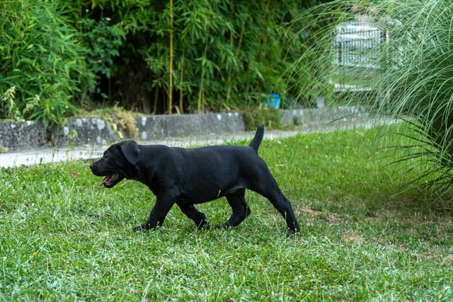 Южноафрикански мастиф – Бурбул кученца Другa, Vaccinated - Yes, Dewormed - Yes - city of Izvun Bulgaria | Dogs - снимка 11