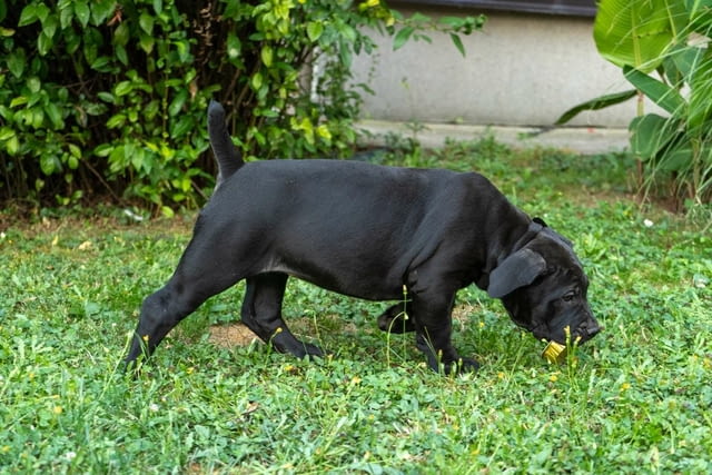 Южноафрикански мастиф – Бурбул кученца Другa, Vaccinated - Yes, Dewormed - Yes - city of Izvun Bulgaria | Dogs - снимка 12