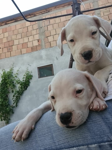 Дого аржентино кученца Dogo Argentino, Vaccinated - Yes, Dewormed - Yes - city of Izvun Bulgaria | Dogs - снимка 1
