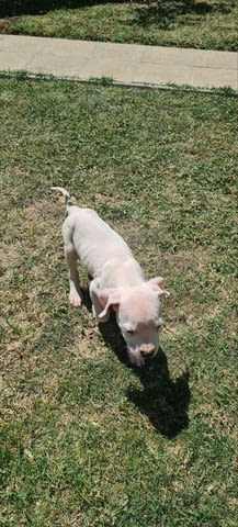 Дого аржентино кученца Dogo Argentino, Vaccinated - Yes, Dewormed - Yes - city of Izvun Bulgaria | Dogs - снимка 2