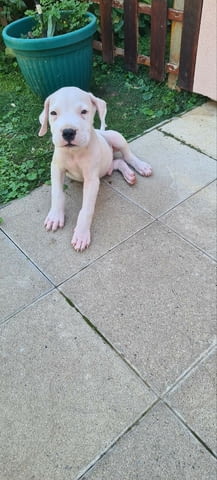Дого аржентино кученца Dogo Argentino, Vaccinated - Yes, Dewormed - Yes - city of Izvun Bulgaria | Dogs - снимка 3