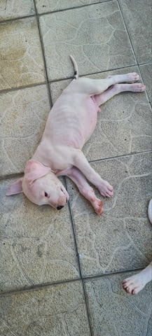 Дого аржентино кученца Dogo Argentino, Vaccinated - Yes, Dewormed - Yes - city of Izvun Bulgaria | Dogs - снимка 4
