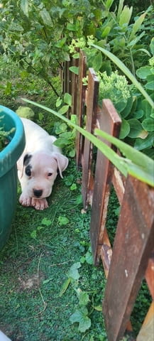 Дого аржентино кученца Dogo Argentino, Vaccinated - Yes, Dewormed - Yes - city of Izvun Bulgaria | Dogs - снимка 5