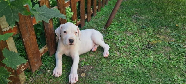 Дого аржентино кученца Dogo Argentino, Vaccinated - Yes, Dewormed - Yes - city of Izvun Bulgaria | Dogs - снимка 6