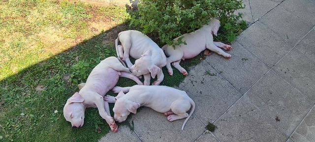 Дого аржентино кученца Dogo Argentino, Vaccinated - Yes, Dewormed - Yes - city of Izvun Bulgaria | Dogs - снимка 9