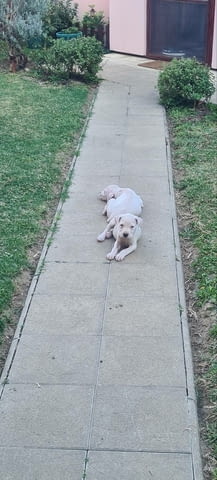 Дого аржентино кученца Dogo Argentino, Vaccinated - Yes, Dewormed - Yes - city of Izvun Bulgaria | Dogs - снимка 10