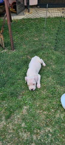 Дого аржентино кученца Dogo Argentino, Vaccinated - Yes, Dewormed - Yes - city of Izvun Bulgaria | Dogs - снимка 12