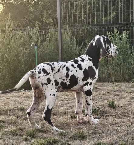Немски дог – прекрасни кученца Ваксинирано - Да, Обезпаразитено - Да - град Извън България | Кучета - снимка 1