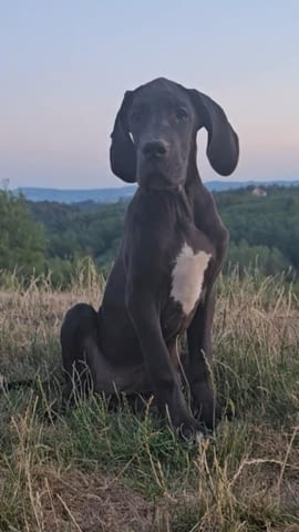 Немски дог – прекрасни кученца Ваксинирано - Да, Обезпаразитено - Да - град Извън България | Кучета - снимка 2