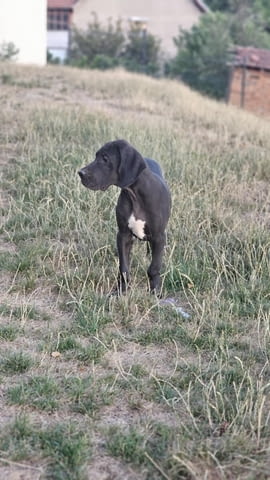 Немски дог – прекрасни кученца Ваксинирано - Да, Обезпаразитено - Да - град Извън България | Кучета - снимка 3