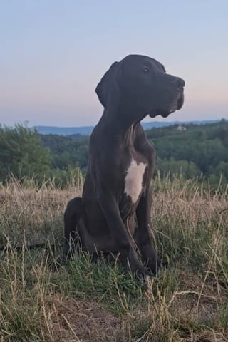 Немски дог – прекрасни кученца Ваксинирано - Да, Обезпаразитено - Да - град Извън България | Кучета - снимка 4