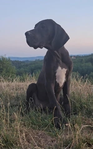 Немски дог – прекрасни кученца Ваксинирано - Да, Обезпаразитено - Да - град Извън България | Кучета - снимка 5