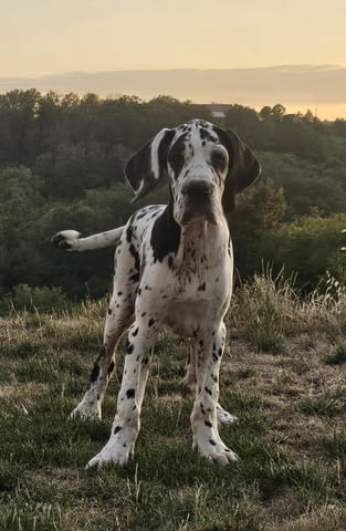 Немски дог – прекрасни кученца Ваксинирано - Да, Обезпаразитено - Да - град Извън България | Кучета - снимка 7