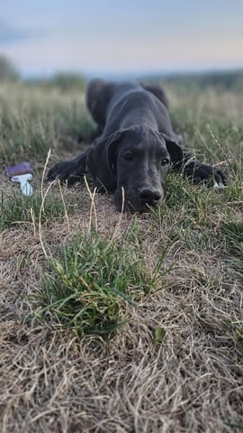 Немски дог – прекрасни кученца Ваксинирано - Да, Обезпаразитено - Да - град Извън България | Кучета - снимка 8