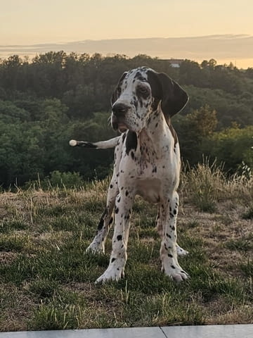 Немски дог – прекрасни кученца Ваксинирано - Да, Обезпаразитено - Да - град Извън България | Кучета - снимка 9