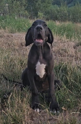 Немски дог – прекрасни кученца Ваксинирано - Да, Обезпаразитено - Да - град Извън България | Кучета - снимка 10