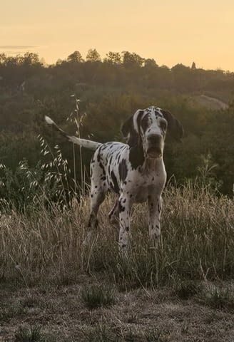 Немски дог – прекрасни кученца Ваксинирано - Да, Обезпаразитено - Да - град Извън България | Кучета - снимка 11