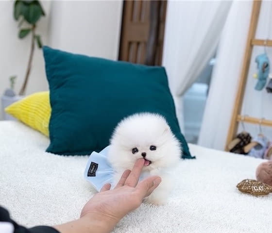 Мини Померан Померан (Малък английски шпиц), Ваксинирано - Да, Обезпаразитено - Да - град Ямбол | Кучета - снимка 1