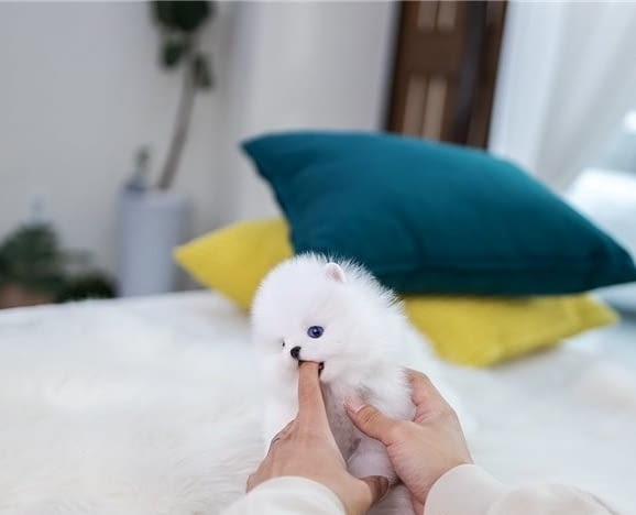 Мини Померан Померан (Малък английски шпиц), Ваксинирано - Да, Обезпаразитено - Да - град Ямбол | Кучета - снимка 2