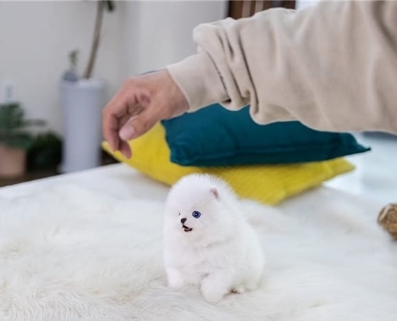 Мини Померан Померан (Малък английски шпиц), Ваксинирано - Да, Обезпаразитено - Да - град Ямбол | Кучета - снимка 3