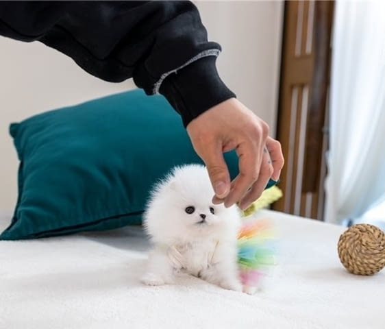 Мини Померан Померан (Малък английски шпиц), Ваксинирано - Да, Обезпаразитено - Да - град Ямбол | Кучета - снимка 4